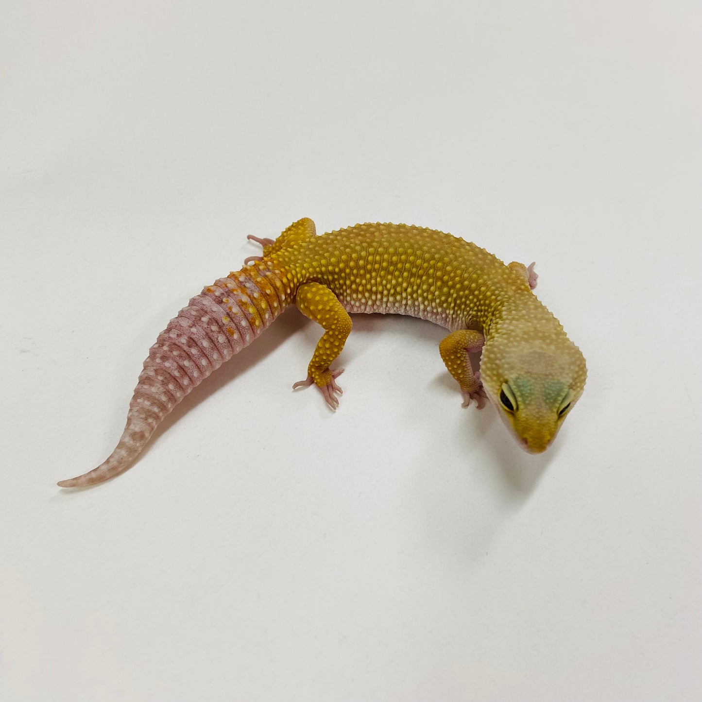 Dark Murphy Patternless Leopard Gecko Female H-C1-82423-1