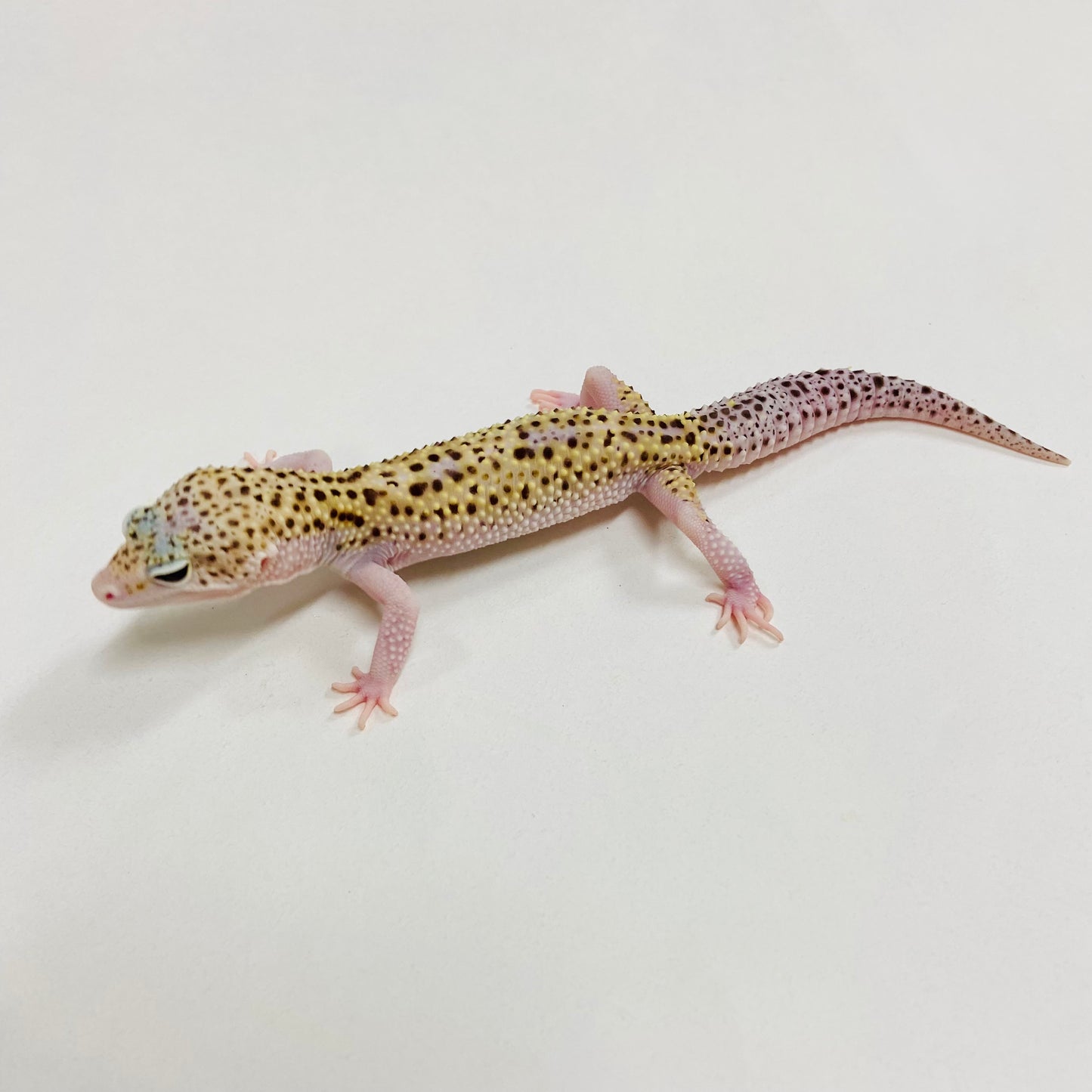 Mack Snow Eclipse W/Y Leopard Gecko Male G-B9-90324-1