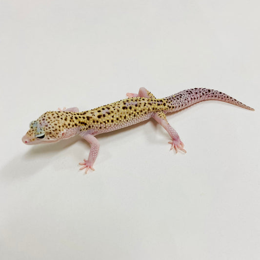 Mack Snow Eclipse W/Y Leopard Gecko Male G-B9-90324-1