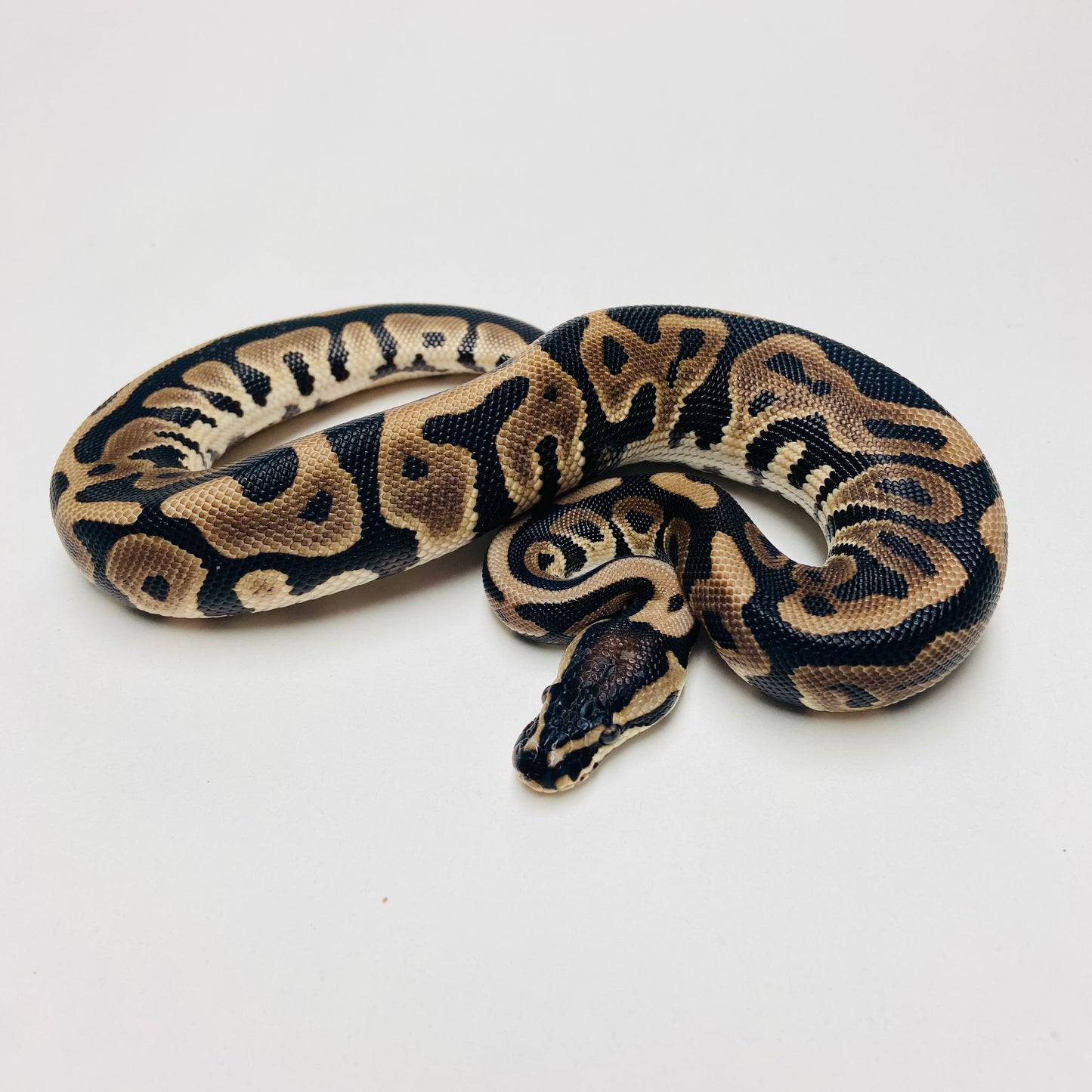 Lori Leopard Ball Python Male 2025M01