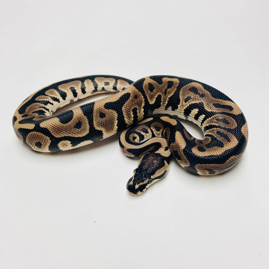 Lori Leopard Ball Python Male 2025M01