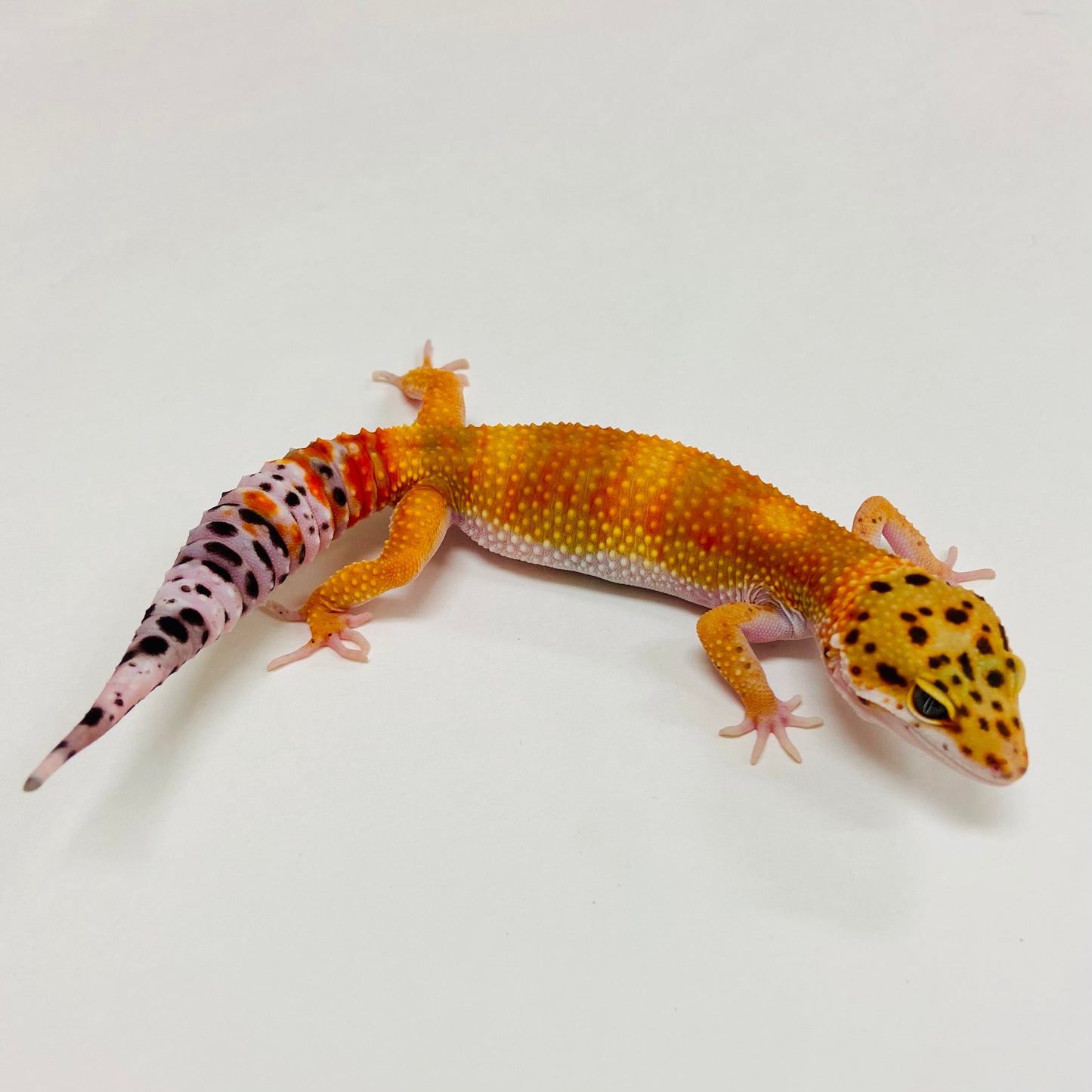 Tangerine Leopard Gecko 2025-129