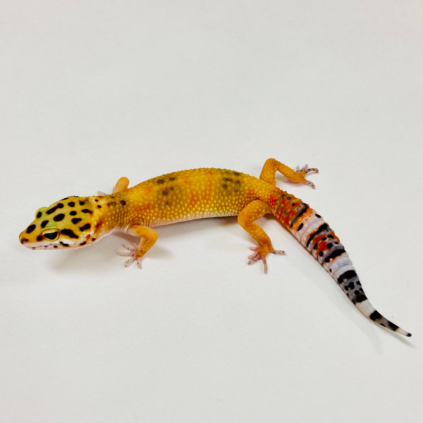 Tangerine Leopard Gecko 2025-104