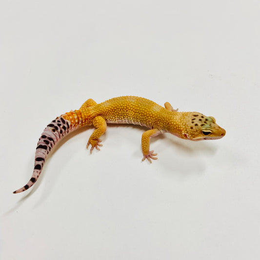 Super Hypo Tangerine Leopard Gecko Male F-B6-81924-1