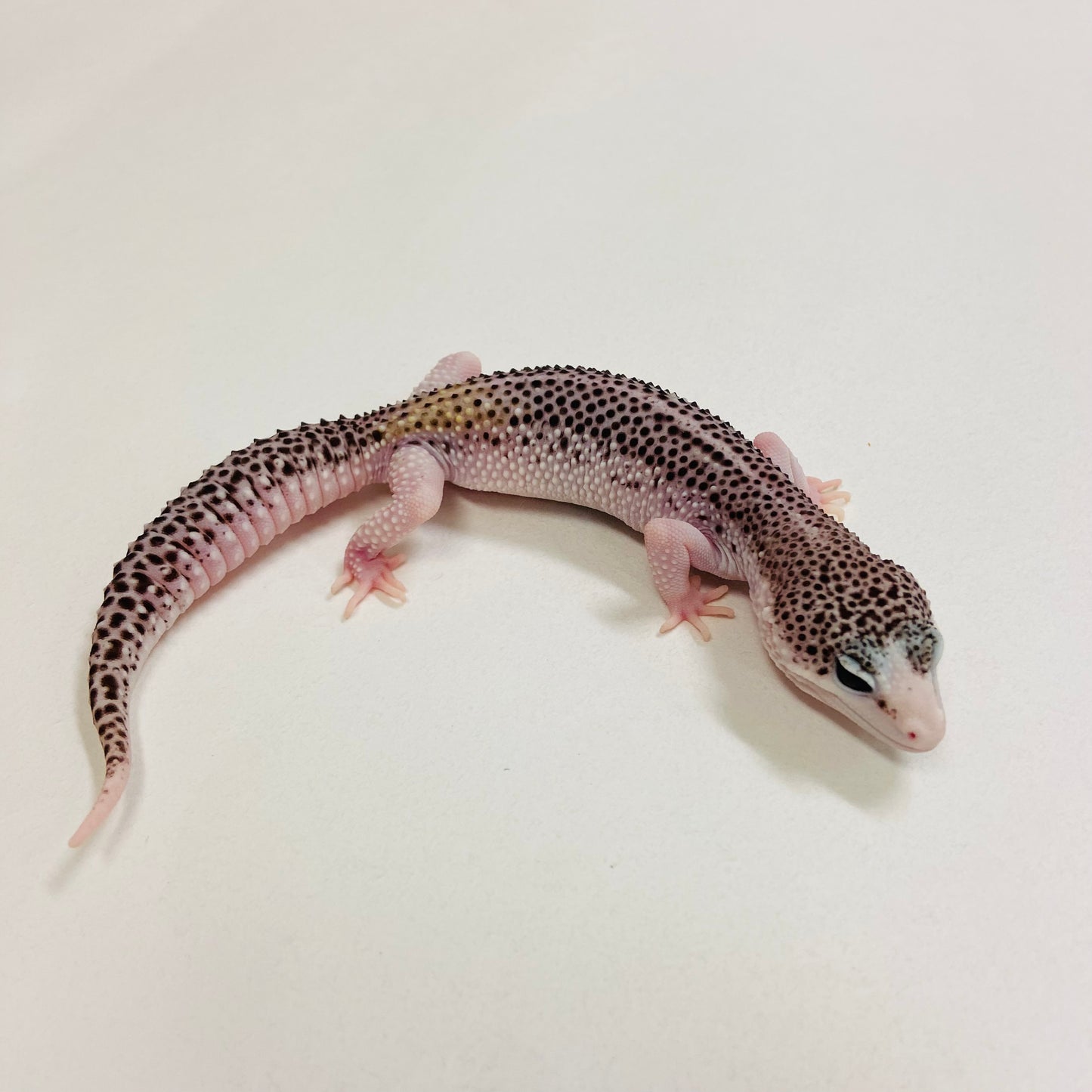 Universe Leopard Gecko Female 2025-179