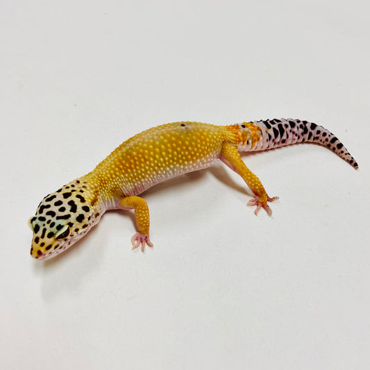 Leopard Gecko Female- Adopt LG04