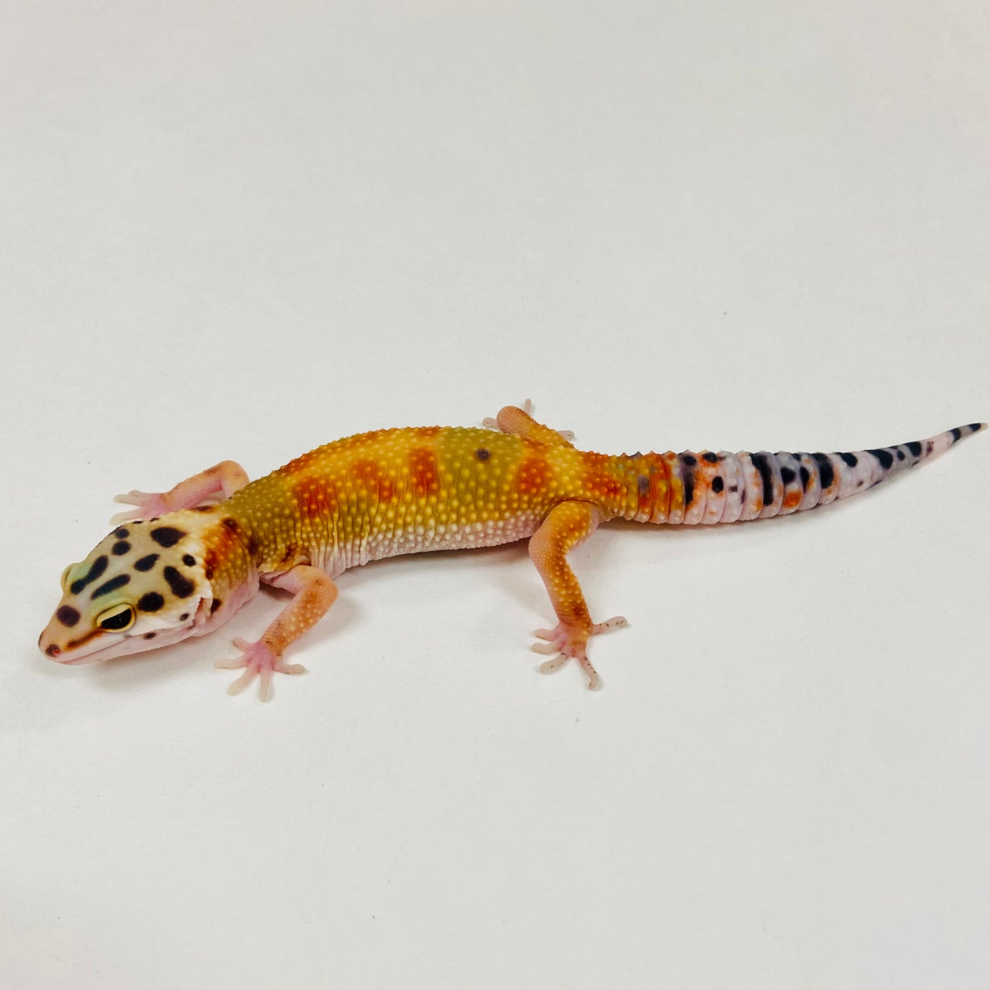 Citrine Leopard Gecko 2025-118