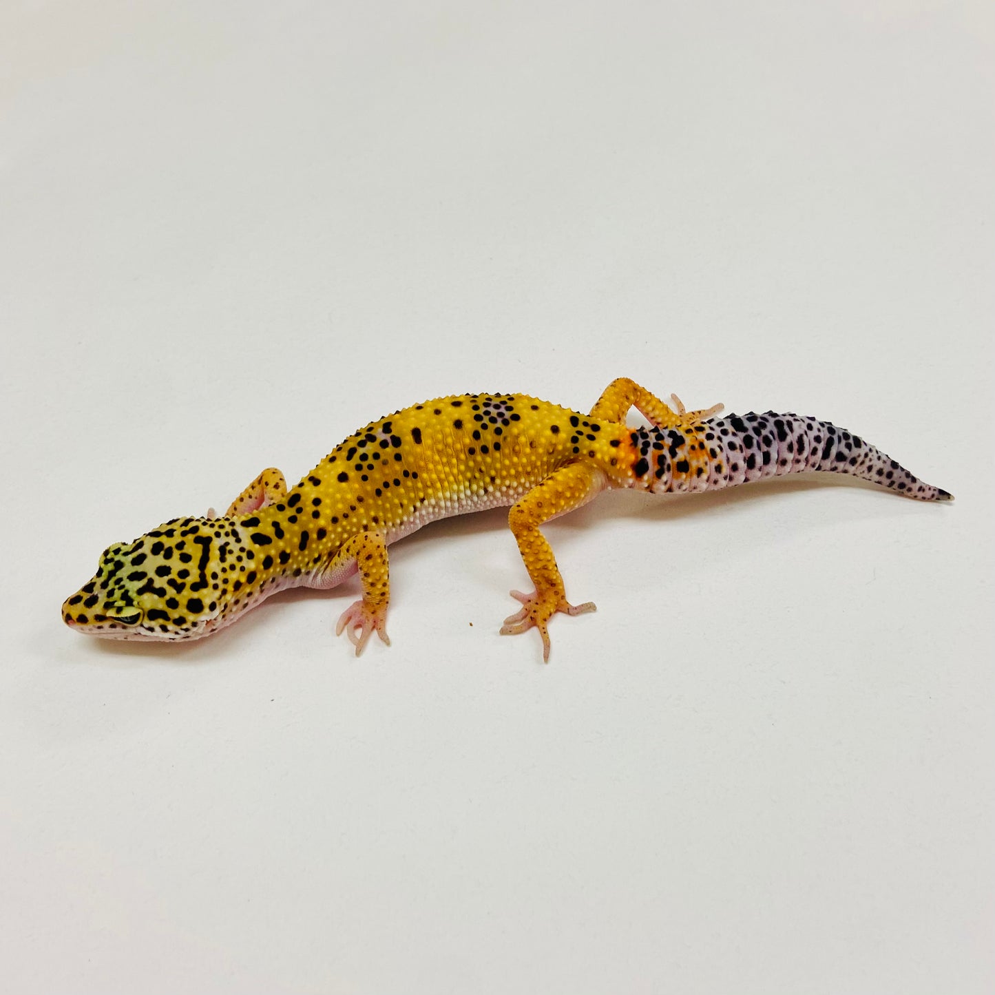 Mack Snow Leopard Gecko 2025-149