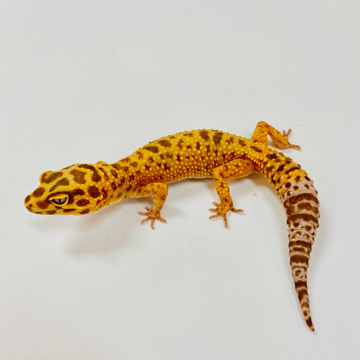 Adult Group 1.4 Tangerine Tremper Leopard Gecko LBG-11