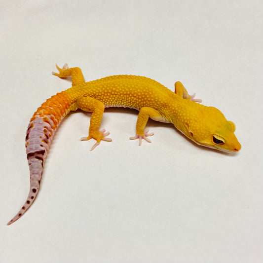 Super Hypo Tangerine Carrot Tail Baldy Leopard Gecko Male B-B6-71624-1