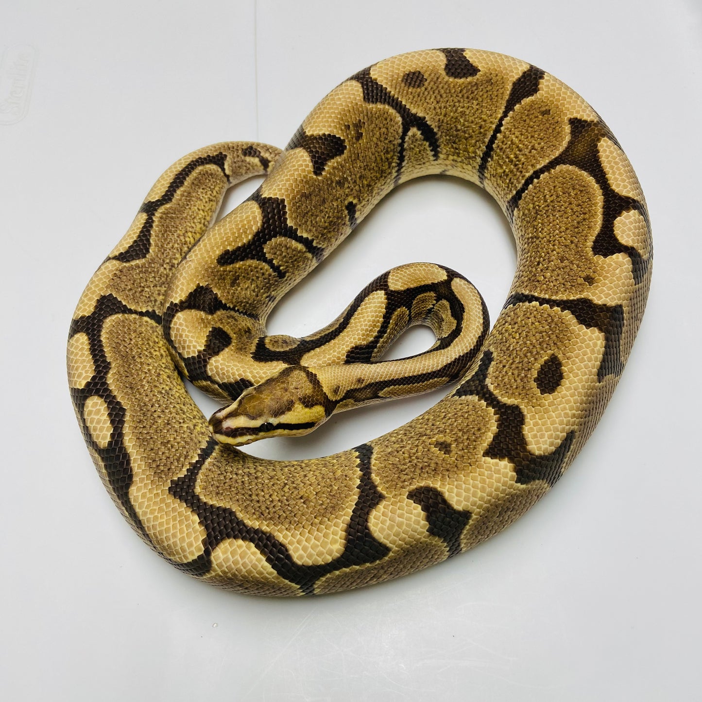 Enchi Woma Ball Python Male 2023-15