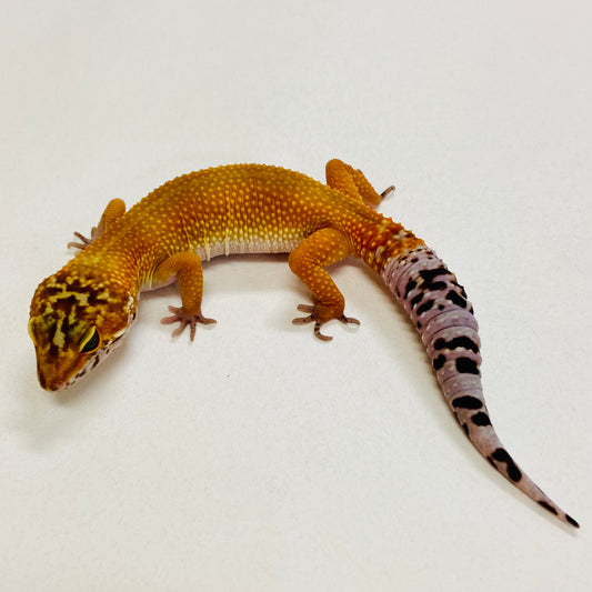 Tangerine Leopard Gecko Female 2025-174