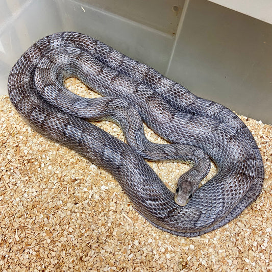 Adult Charcoal Bloodred Het Whiteout Corn Snake Female C28