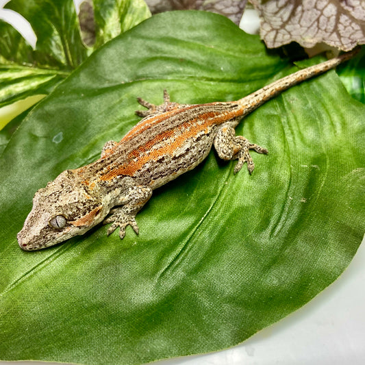 Red/Orange Stripe Gargoyle Gecko 2025 Unsexed 31725-03
