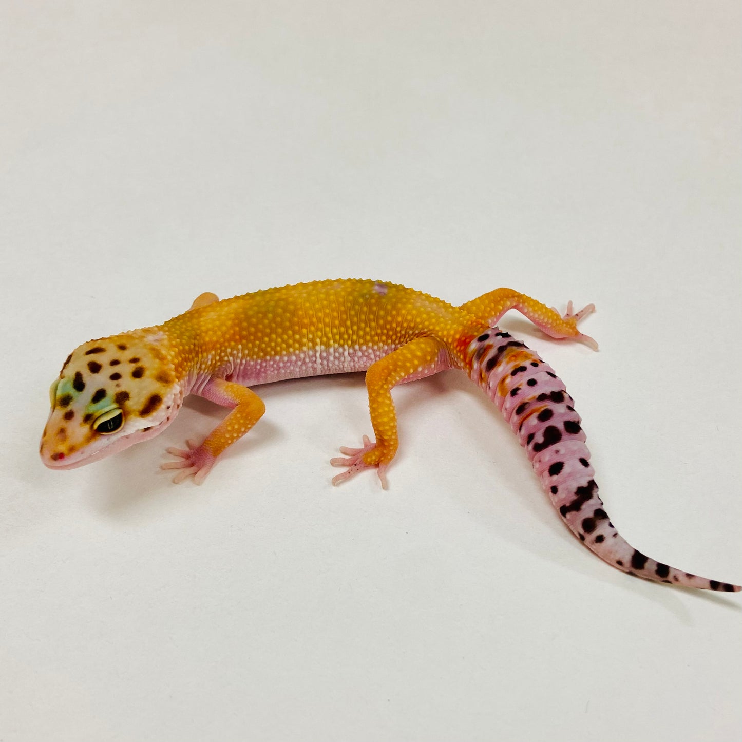 Tangerine Leopard Gecko 2025-096