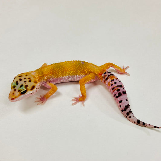 Tangerine Leopard Gecko 2025-096