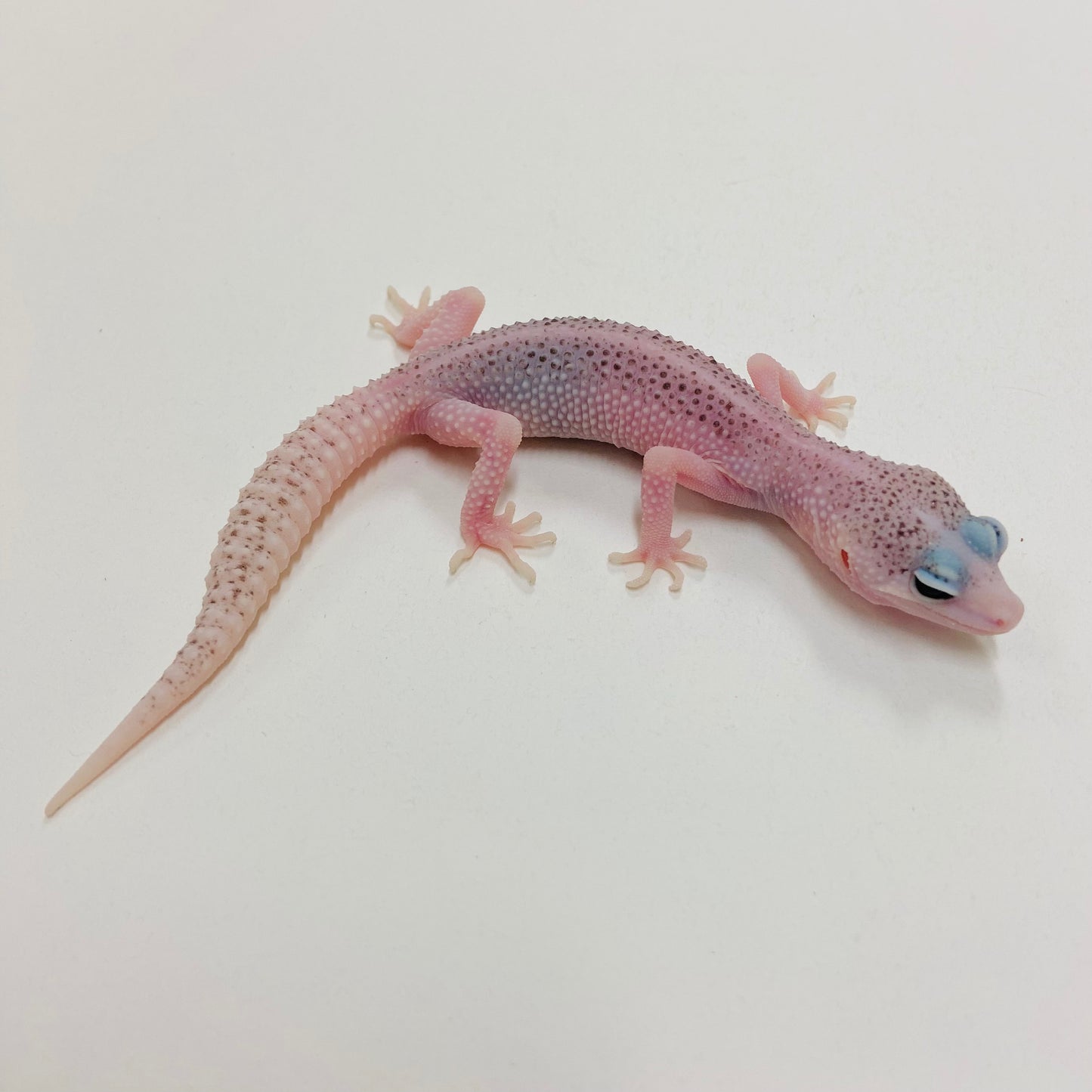 Universe Leopard Gecko 2025-063