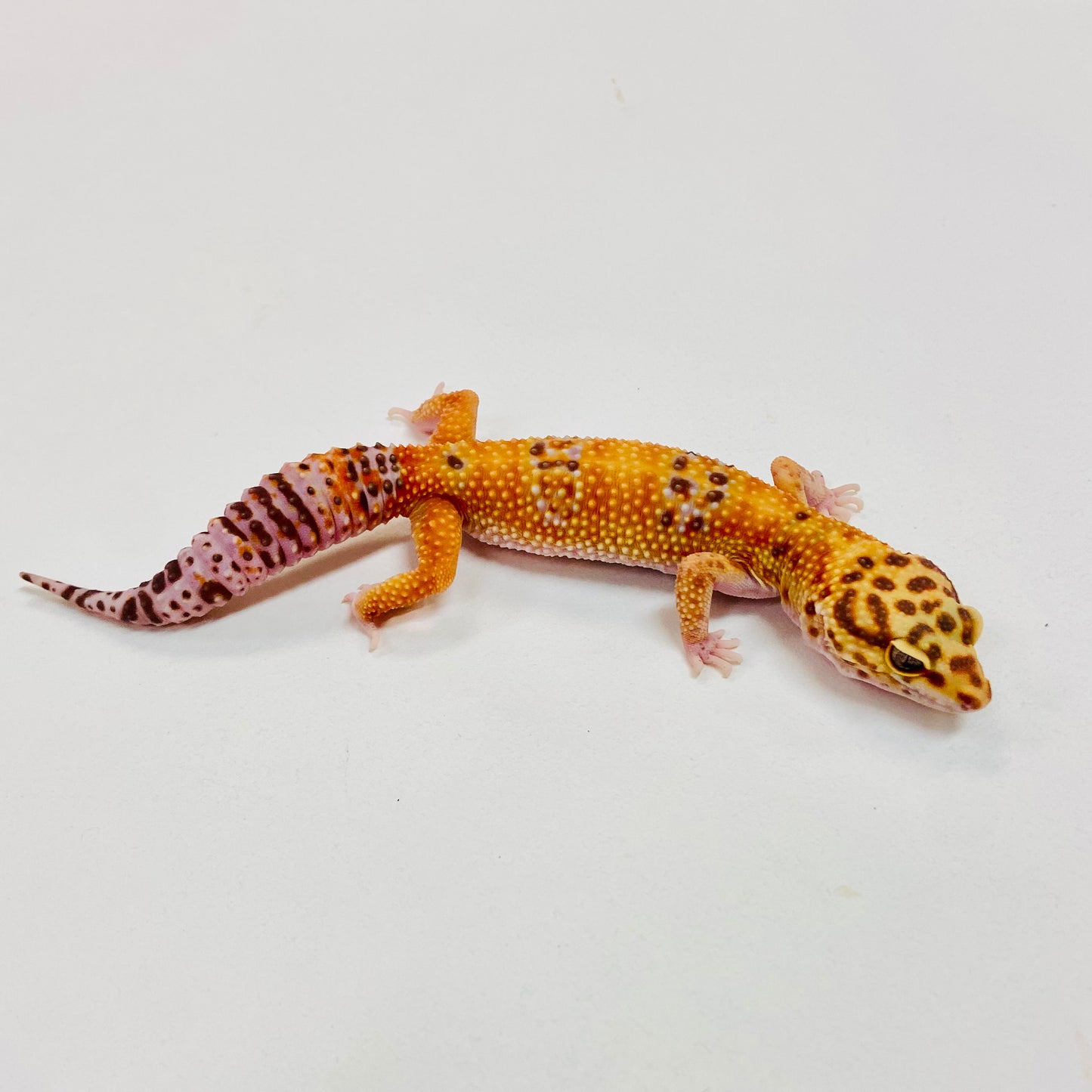 Tangerine Raptor Leopard Gecko Female I-B5-60523-1