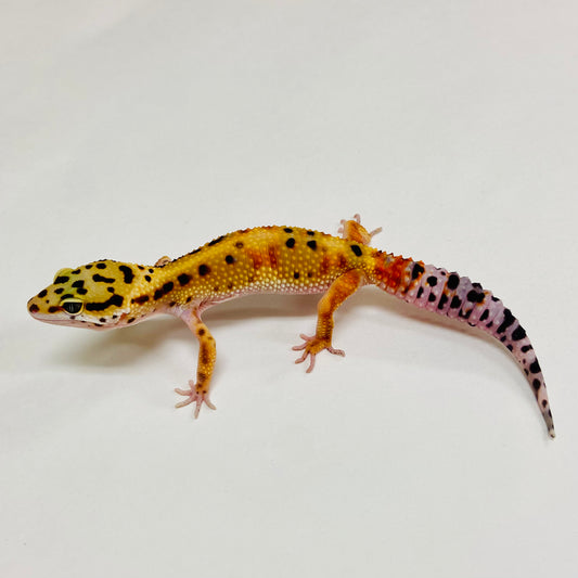 Tangerine Leopard Gecko 2025-128