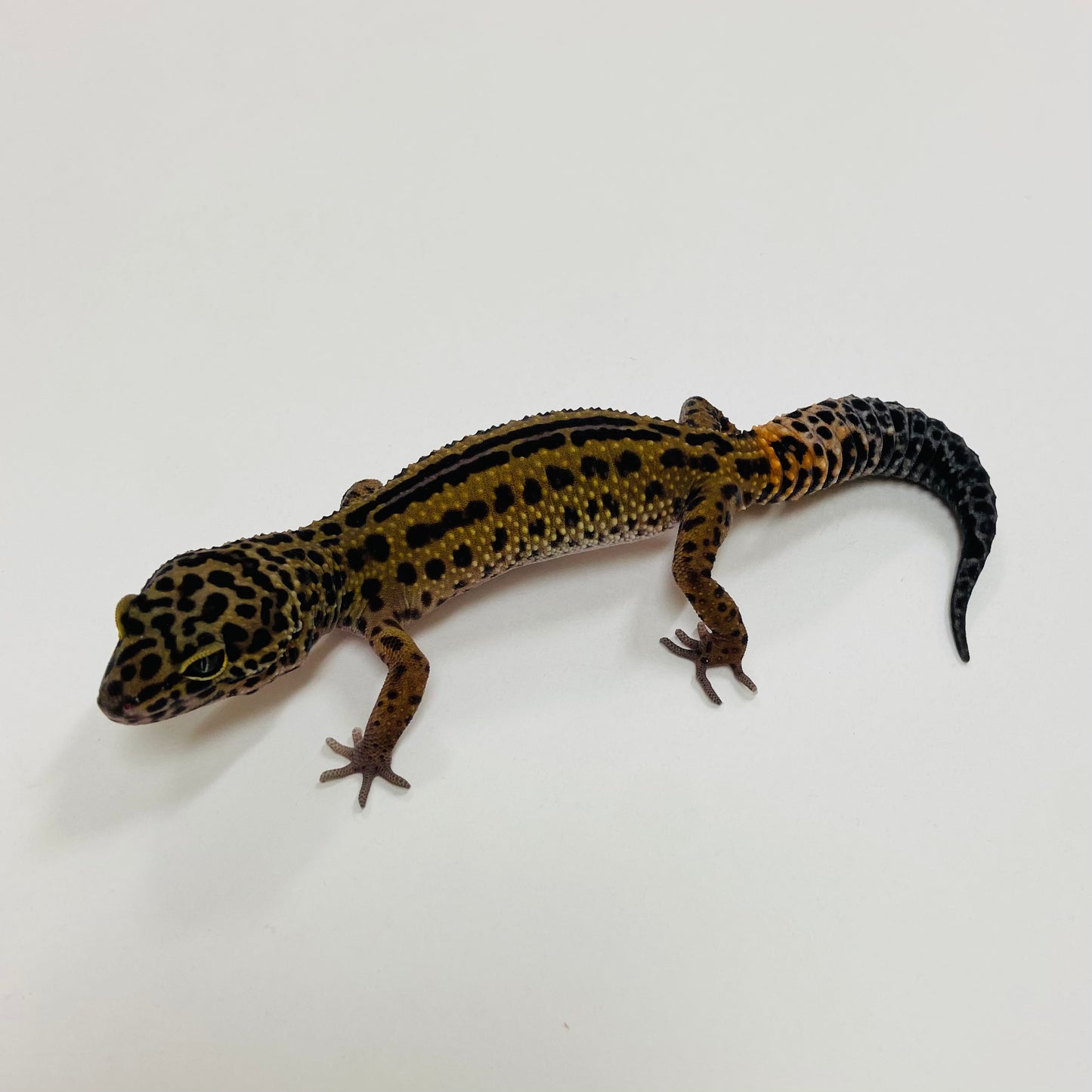 Dark Mack Snow Reverse Stripe Leopard Gecko 2025-078