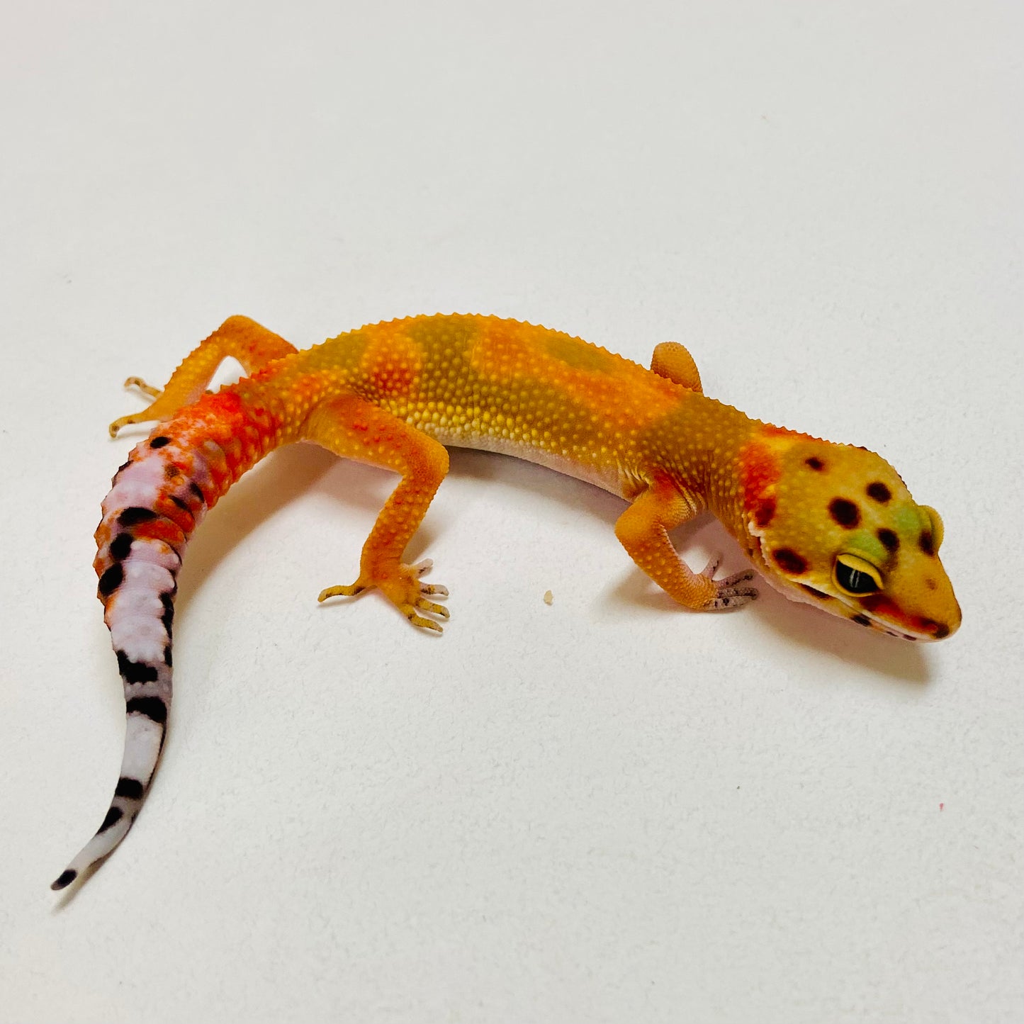 Super Hypo Blood Tangerine Leopard Gecko 2025-014