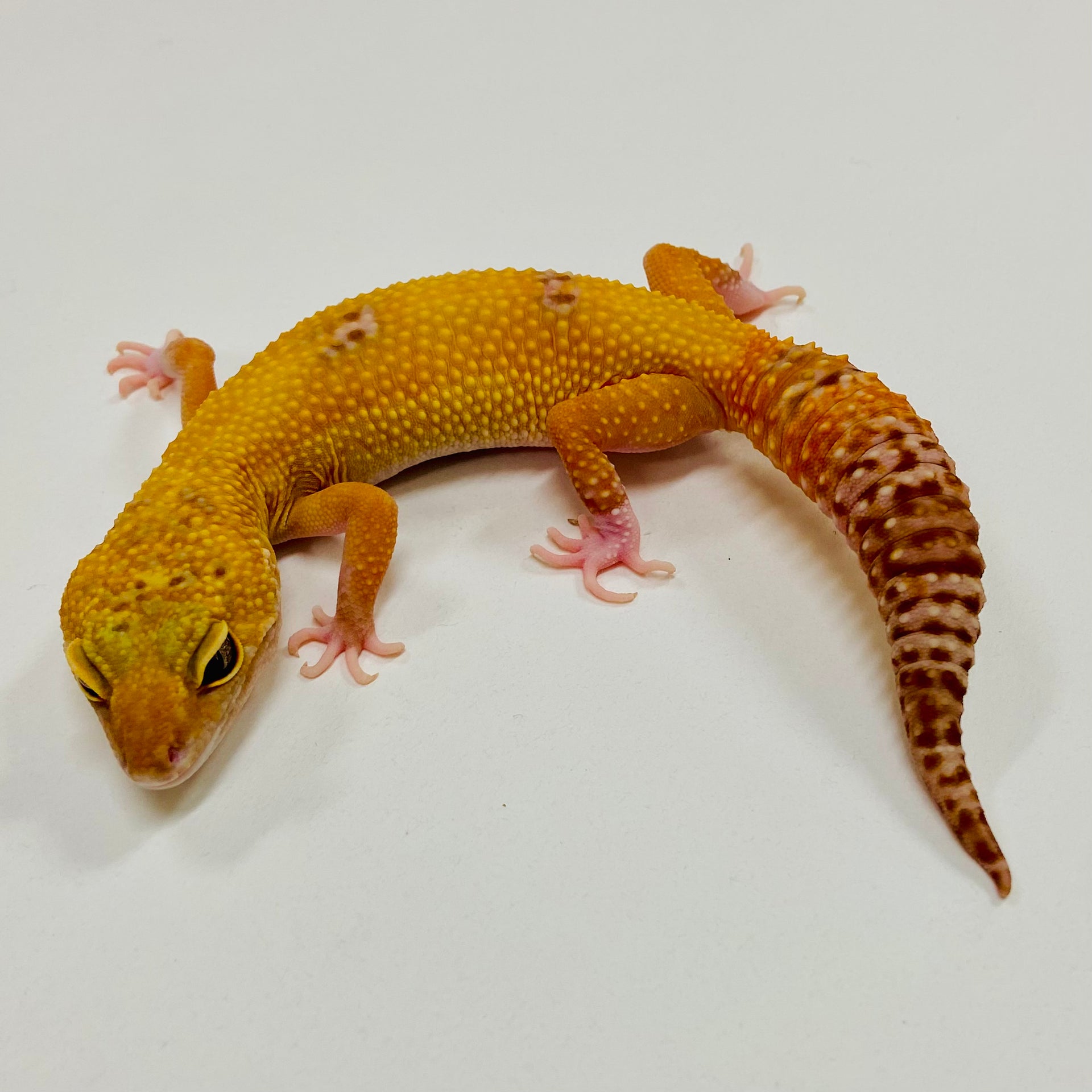 未開封品 OZWRT Agave Leaf Tailed Gecko 17cm giant-leaf-tail-geckos-for-
