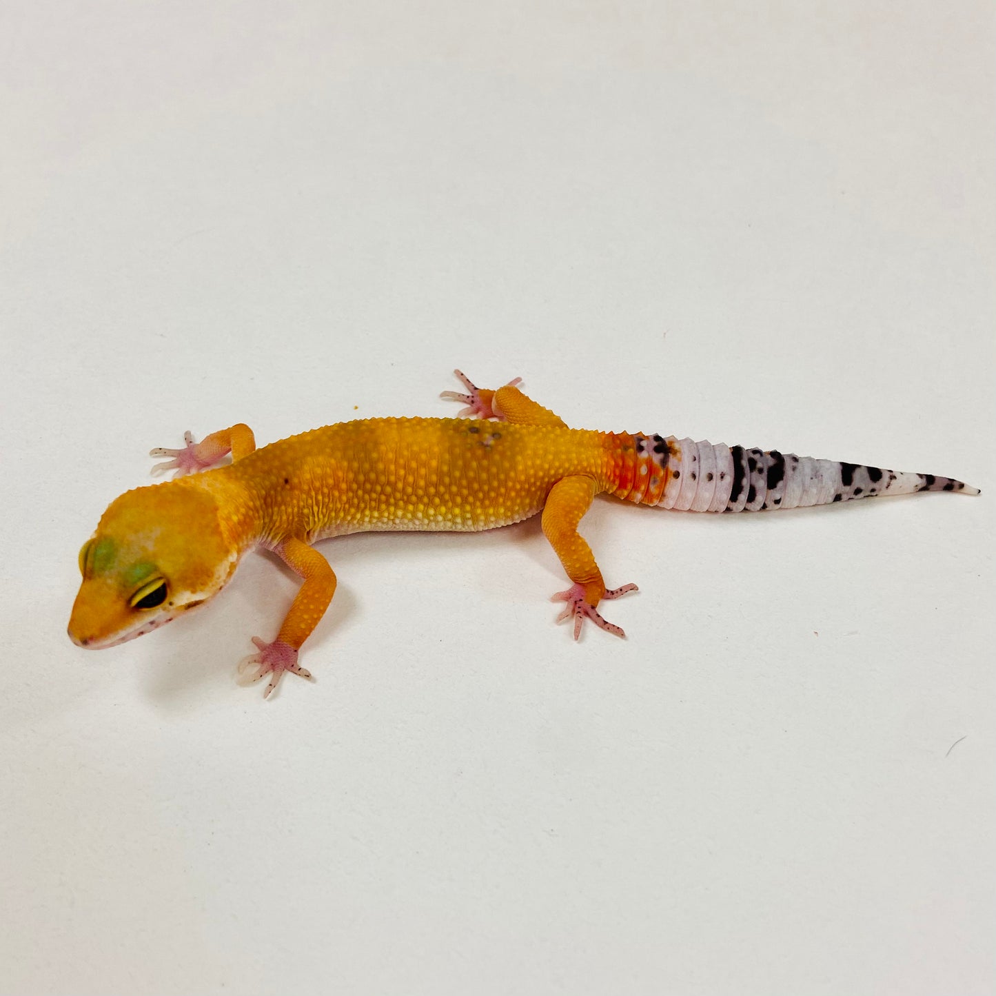 Dark Tangerine Leopard Gecko 2025-119