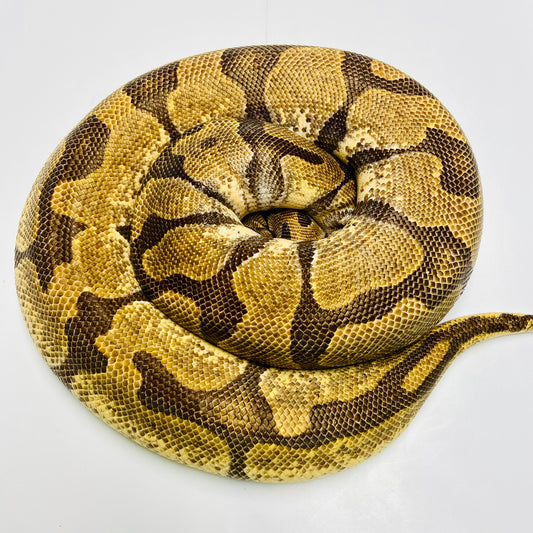 Adult Enchi Het Albino Ball Python Female 07