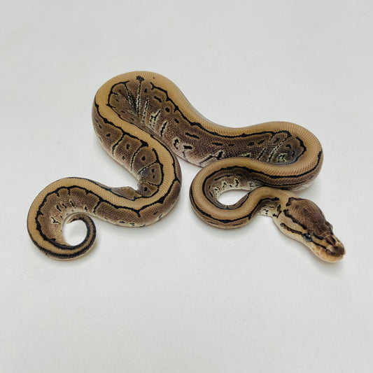 Lori Pinstripe Ball Python Female 2025F01