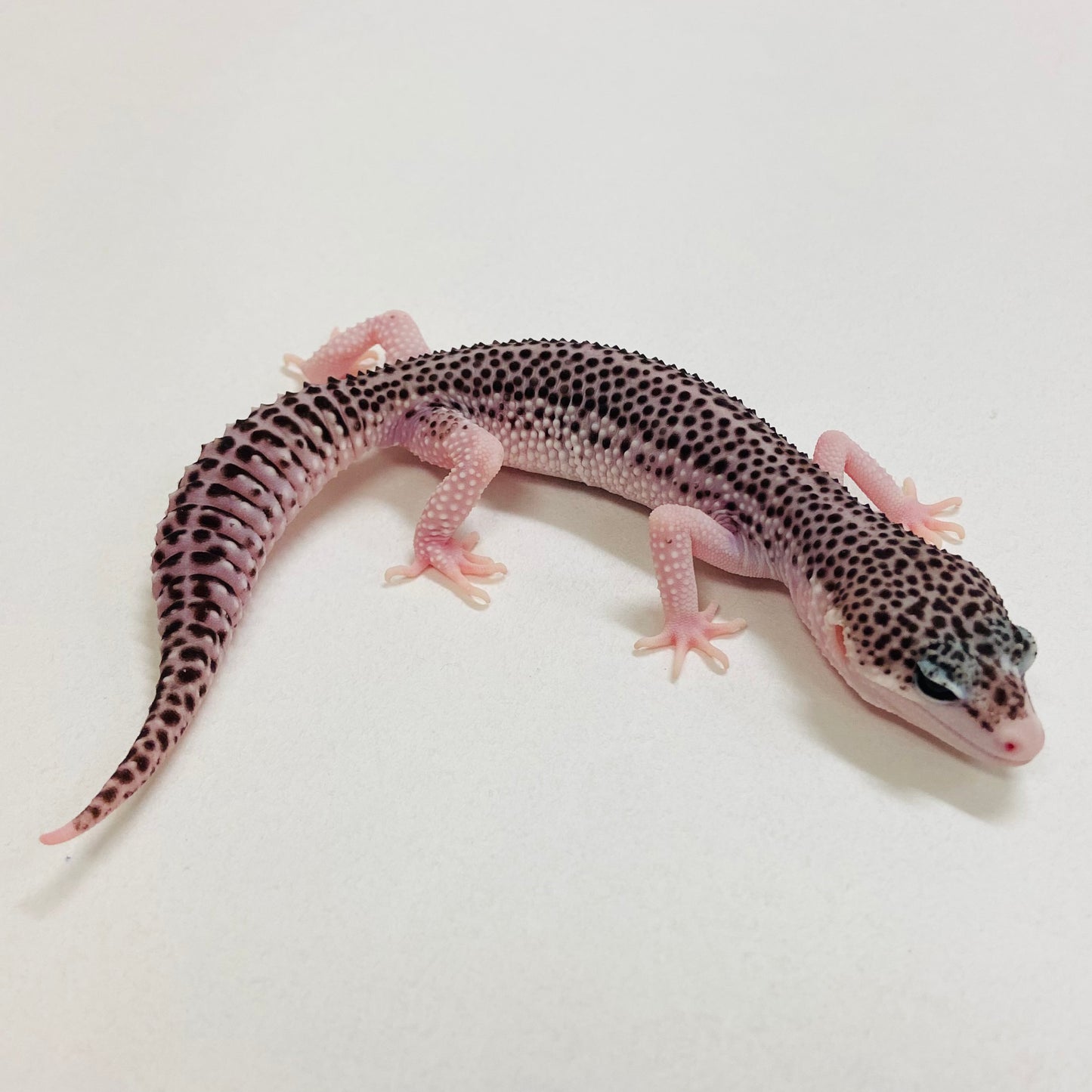 Galaxy Leopard Gecko Male 2025-085