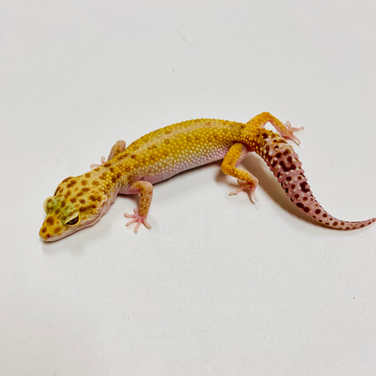 Leopard Gecko Female- Adopt LG02