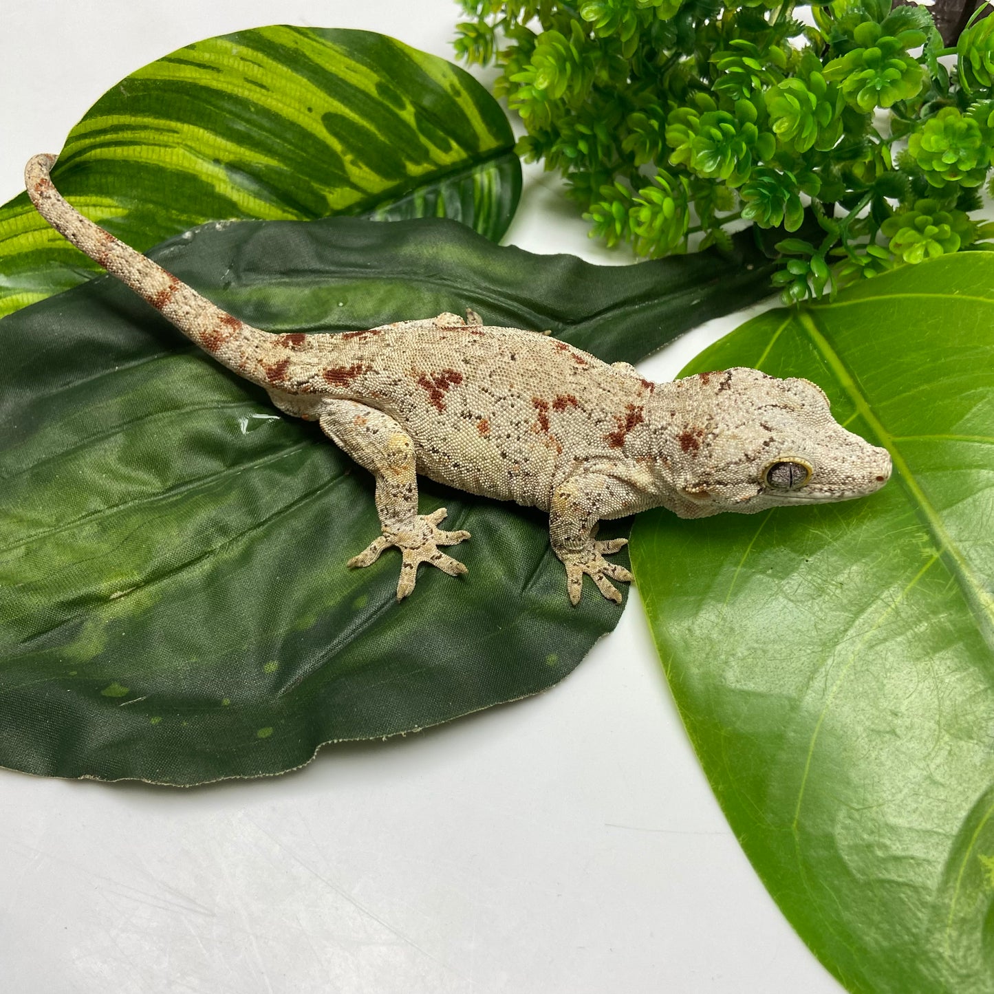 Red Blotched Reticulated Gargoyle Gecko 2023 Male AN234
