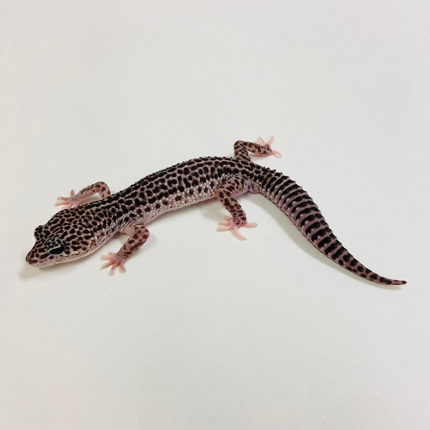 Galaxy Leopard Gecko Male 2025-032