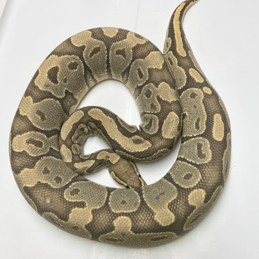 Adult Ghost Ball Python Female 11