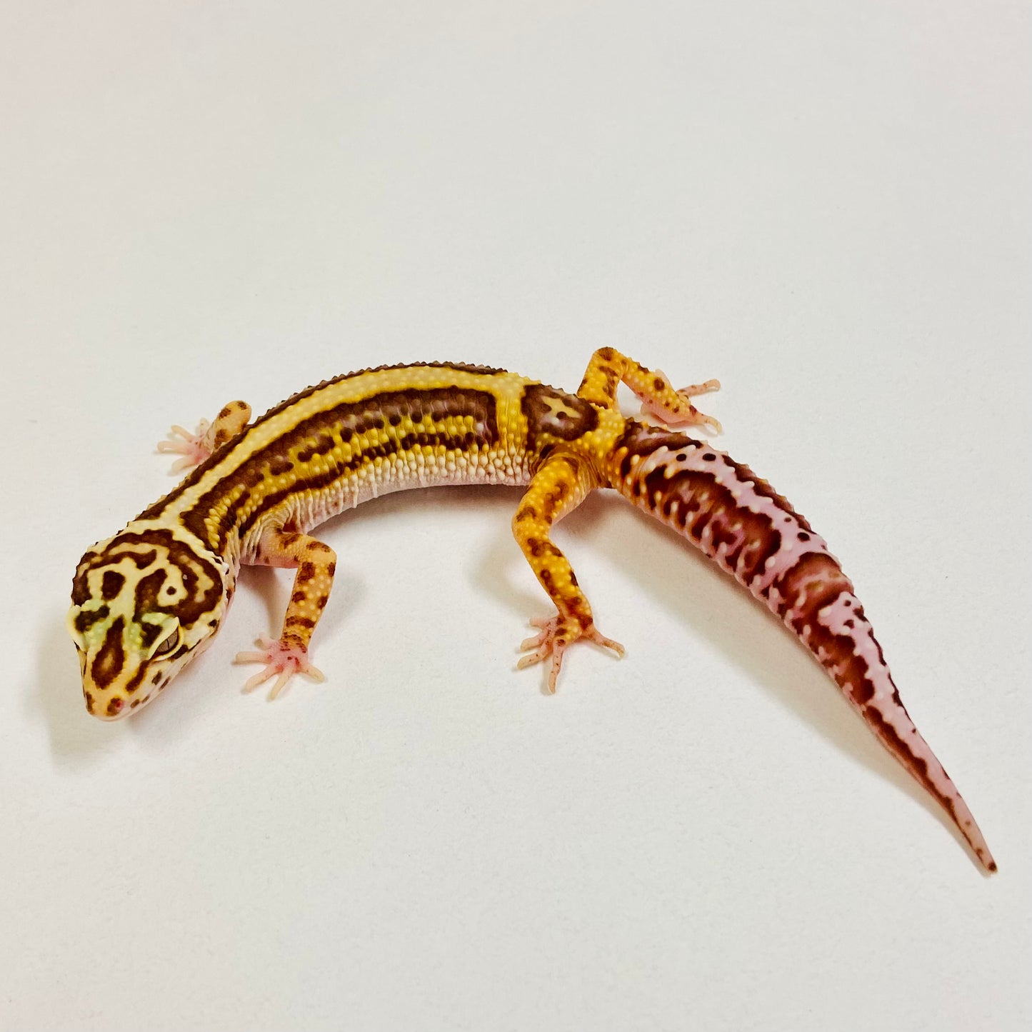 Bold Bell Leopard Gecko  Female 2025-071