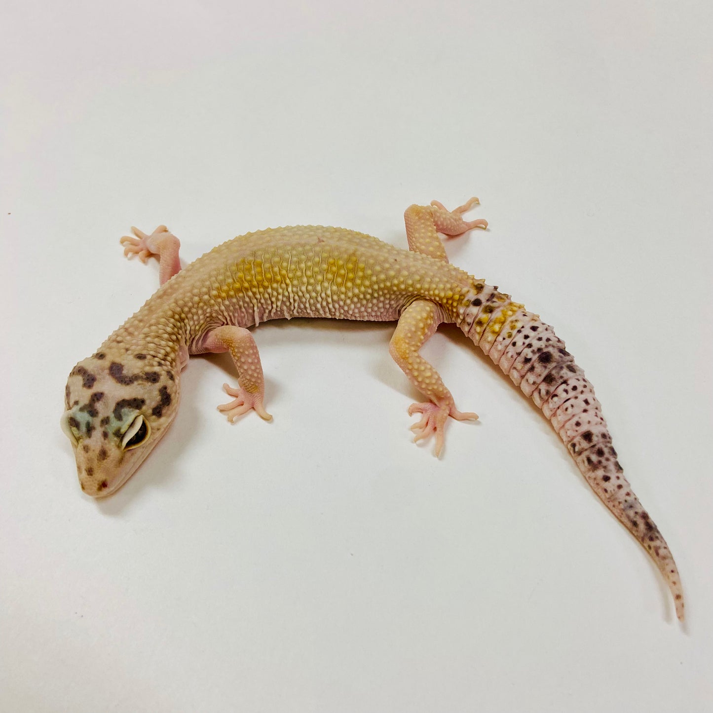 Adult Group 1.3 Tangerine WY Eclipse Leopard Gecko LBG-03