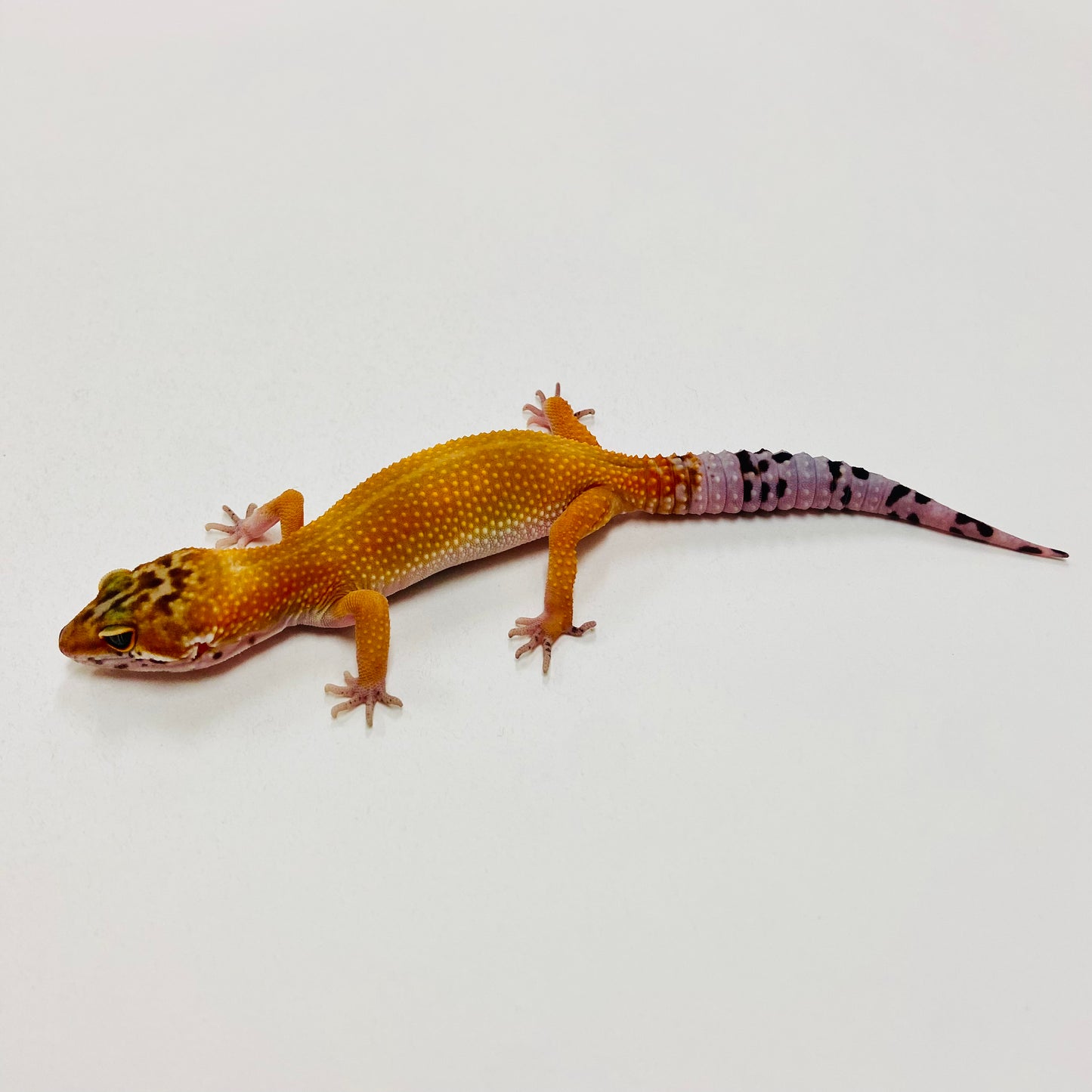Tangerine Leopard Gecko 2025-174