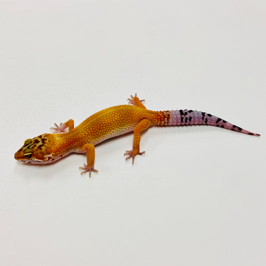 Tangerine Leopard Gecko 2025-174