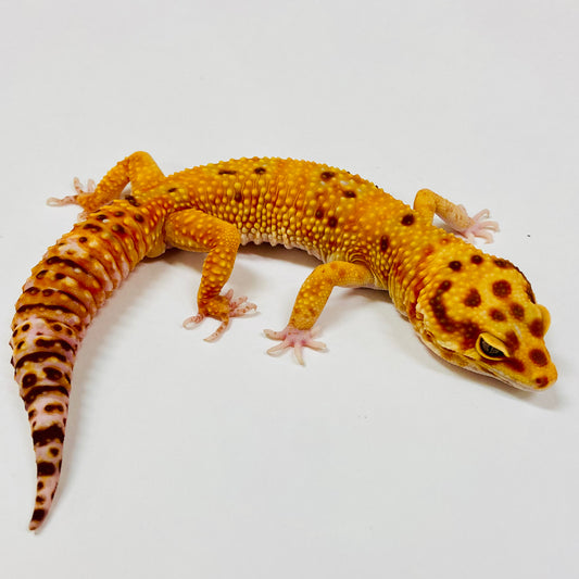 Adult Group 1.4 Sunglow Tremper Eclipse Leopard Gecko LBG-10