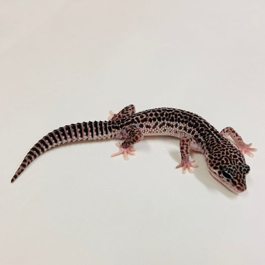 Galaxy Leopard Gecko Male 2025-032