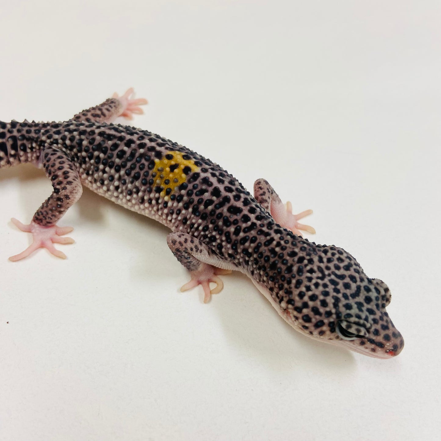 Dark Super Snow w/ Paradox Leopard Gecko Male 2025-126