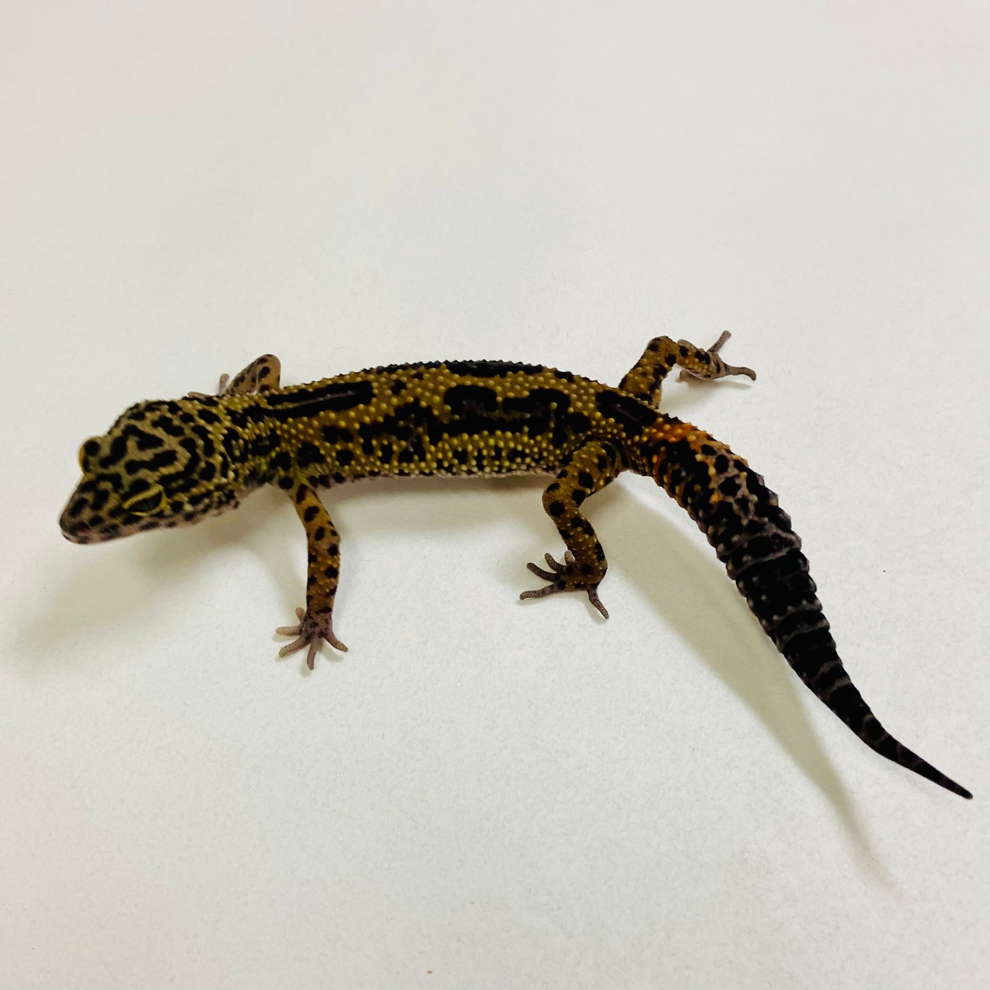 Dark Mack Snow Stripe Leopard Gecko Male 2025-184