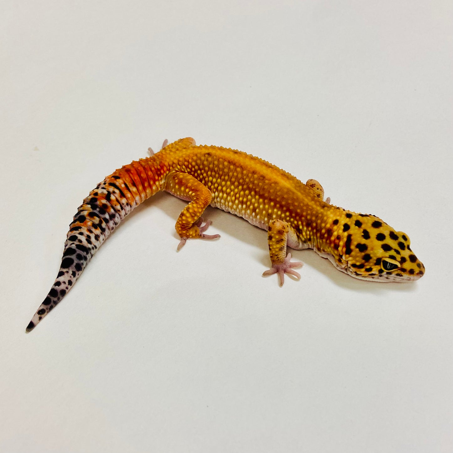 Dark Tangerine Leopard Gecko Female 2025-223