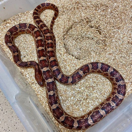 Adult Het Hypo Plasma Scaleless Corn Snake Male C31