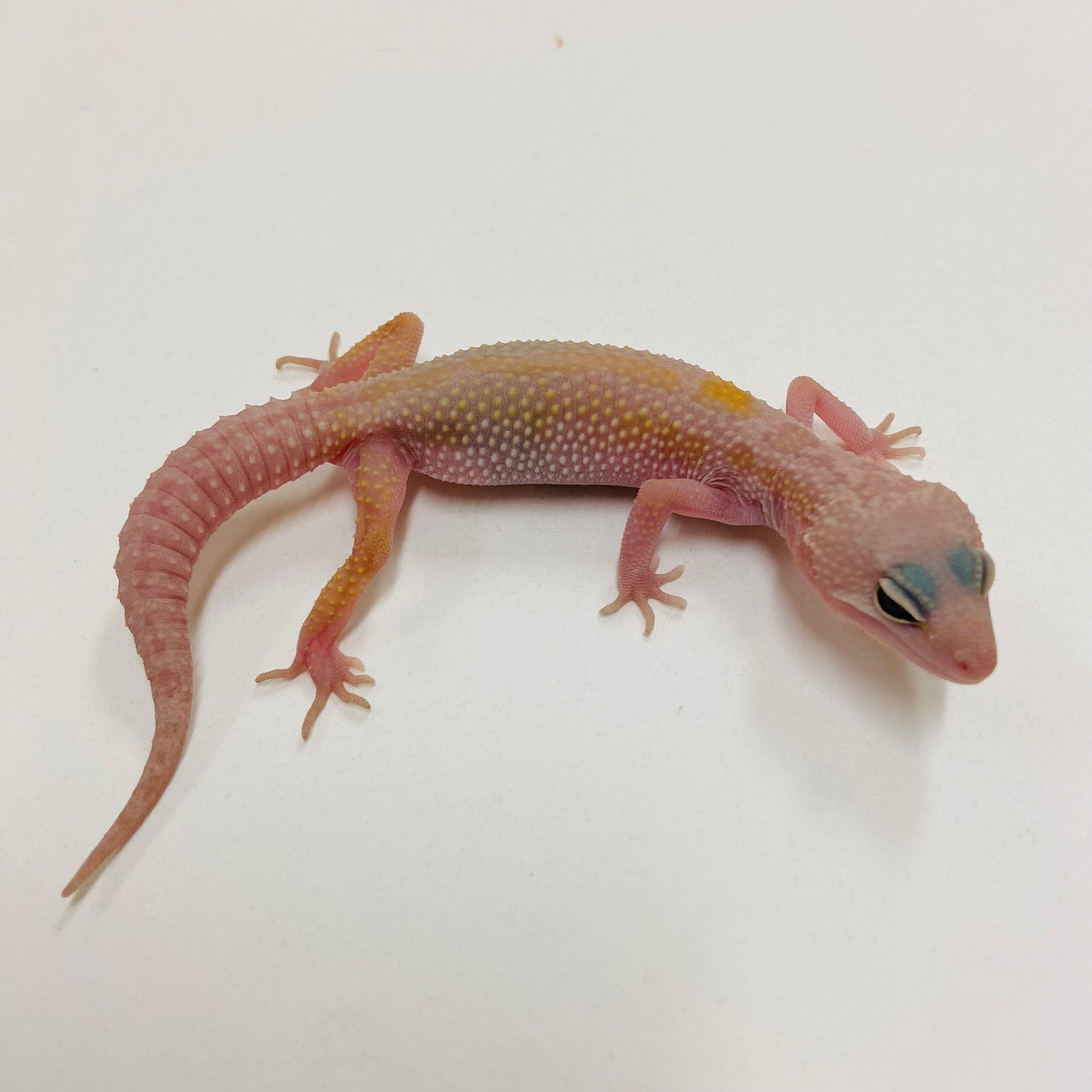 Murphy Patternless Pos MS Leopard Gecko 2025-075