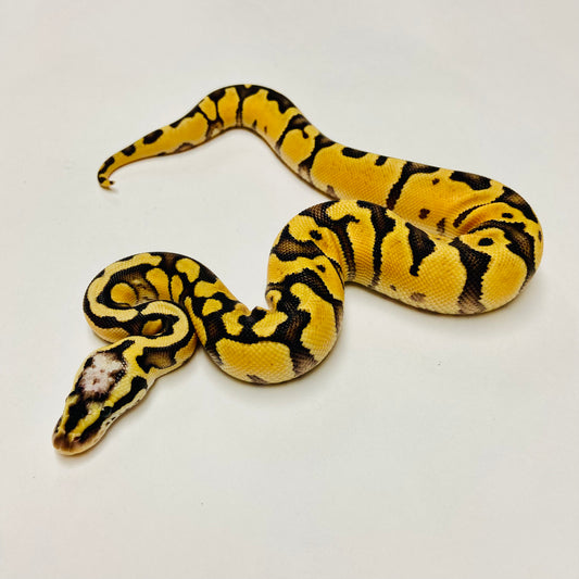 Super Pastel Enchi Het Clown Ball Python Female 2025F01