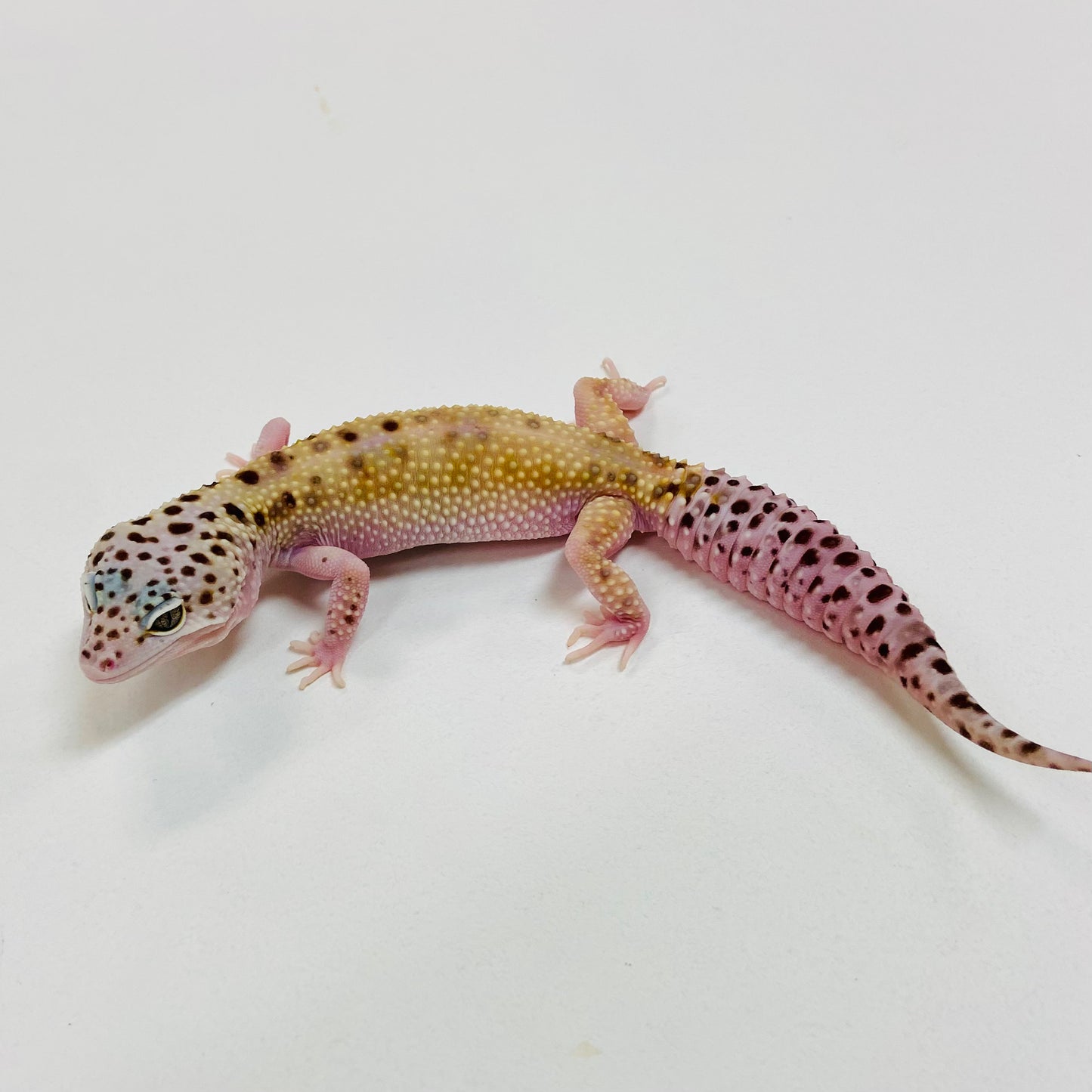 Hypo Mack Snow W/Y Leopard Gecko Female I-B6-102522-1