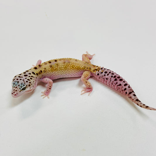 Hypo Mack Snow W/Y Leopard Gecko Female I-B6-102522-1