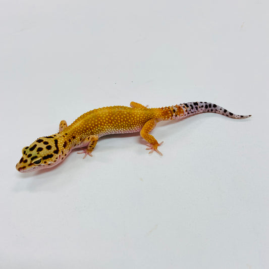 Hypo Tangerine Carrot Tail Leopard Gecko Female I-D1-81122-1