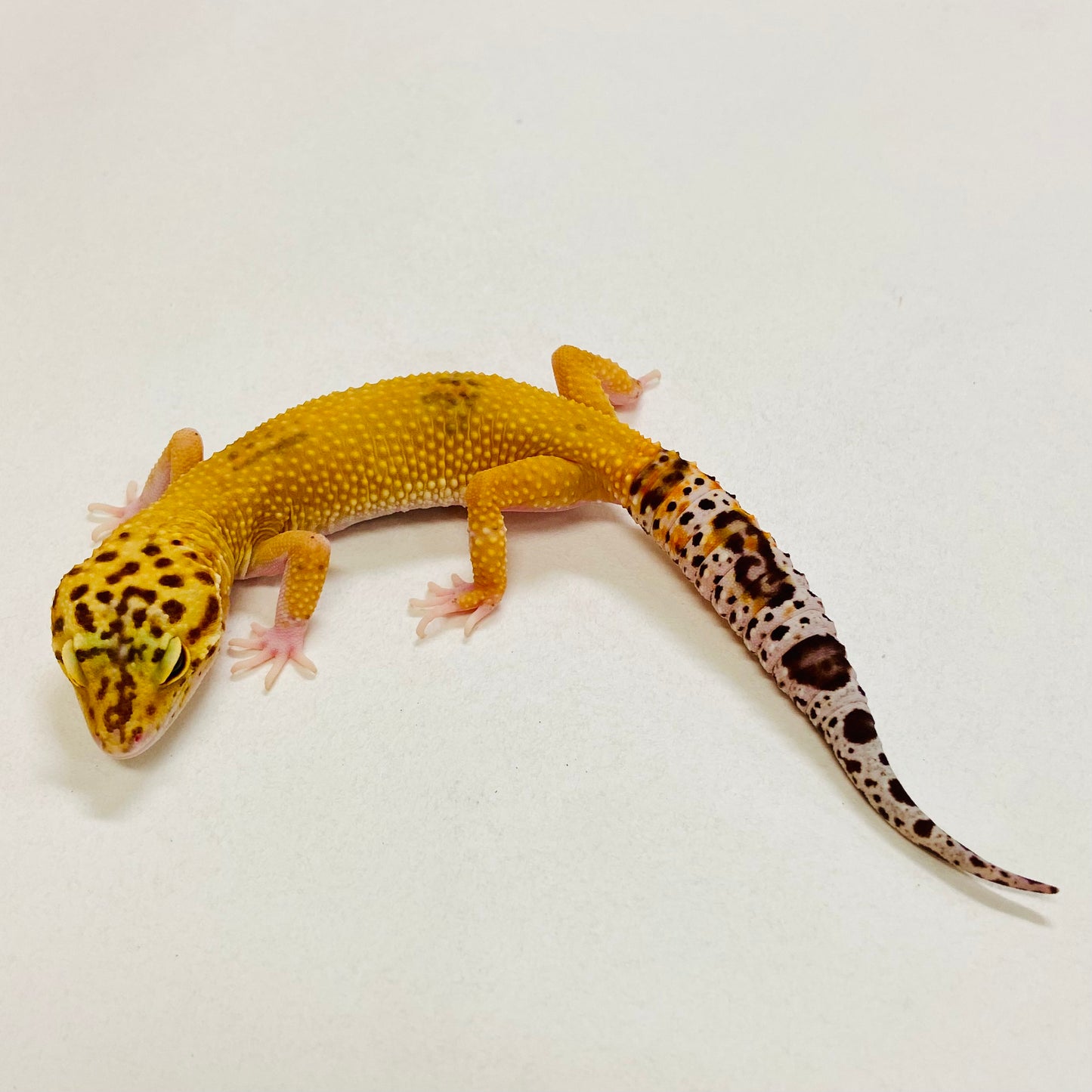 Tremper Tangerine Leopard Pos Female Gecko 2025-113